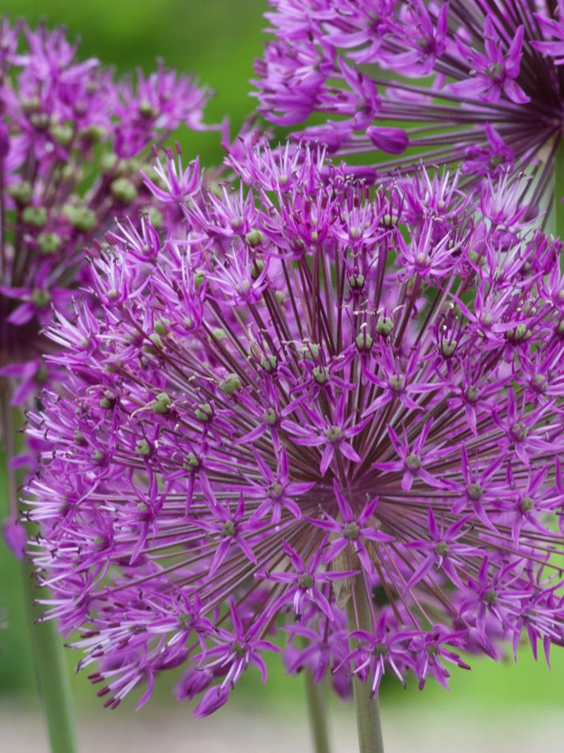 Ornamental Allium Seeds, 60Ð120cm/24Ð48" Tall (allium spp.) flower spore