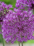 Ornamental Allium Seeds, 60Ð120cm/24Ð48" Tall (allium spp.) flower spore