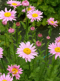 Robinson's Pink Painted Daisy, Tanacetum coccineum, Perennial Chrysanthemums, Cottage Garden, 30 Seeds flower spore