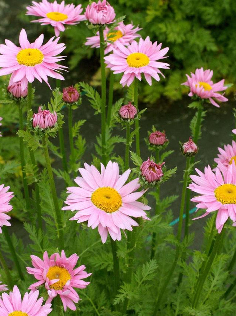 Robinson's Pink Painted Daisy, Tanacetum coccineum, Perennial Chrysanthemums, Cottage Garden, 30 Seeds flower seeds