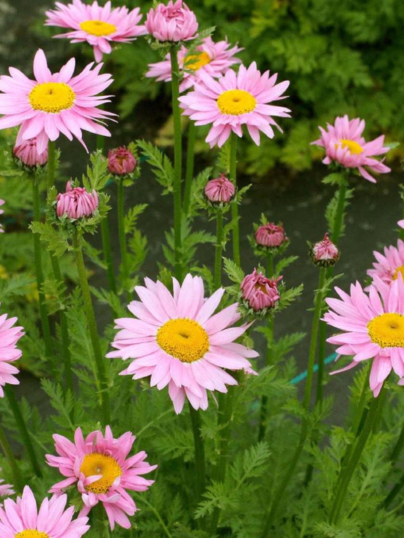 30 Robinson's Pink Painted Daisy Seeds/ Tanacetum coccineum / Perennial Chrysanthemums / Cottage Garden / (GJ59) flower seeds