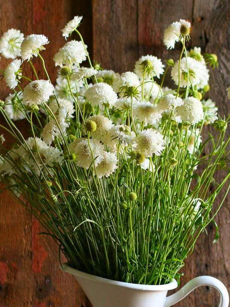 Snowmaiden Scabiosa: Scabiosa atropurpurea, Cut Flower Annual, 24 - 36" Tall (25 Seeds) flower seeds