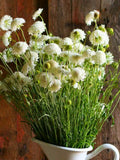 Snowmaiden Scabiosa: Scabiosa atropurpurea, Cut Flower Annual, 24 - 36" Tall (25 Seeds) flower seeds