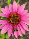 25 - 500 seeds: Purple Coneflower (Echinacea purpurea), native wildflower flower seeds