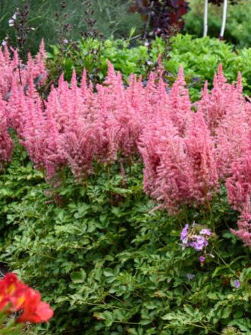Astilbe Seeds Lilac Rose Perennial Flower, False Spirea Cottage Garden, 50 Seeds seeds bulk