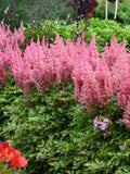 Astilbe Seeds Lilac Rose Perennial Flower, False Spirea Cottage Garden, 50 Seeds seeds bulk