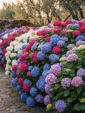 Colorful Hydrangea Seeds | Premium Variety Mix | Spectacular Ornamental Flowers | Garden, Pot & Indoor flower seeds