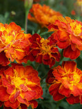 25 - 50 seeds: Orange Marigold, attracts bees/butterflies/ladybugs flower seeds