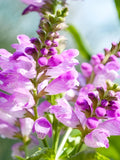 25 - 100 seeds: Obedient Plant (Physostegia virginiana), wildflower, native plant FLOWER DELIVERY