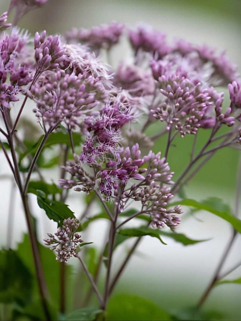 25 - 1,000 seeds: Tall Joe Pye Weed (Eupatorium fistulosum), wildflower, native plant, bulk seeds bulk