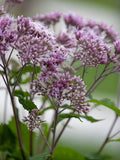 25 - 1,000 seeds: Tall Joe Pye Weed (Eupatorium fistulosum), wildflower, native plant, bulk seeds bulk