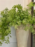 Full Moringa tree branches, artificial leaves greenery, green foliage, DIY flower arrangement, faux plant, long twigs stems, Floral styling faux plants