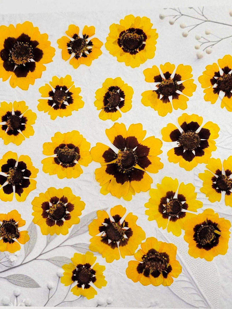 EDIBLE Pressed Coreopsis Flowers (20 pcs): Eco-Printing, Cake Decorating FLOWER DELIVERY
