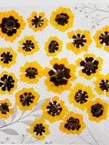 EDIBLE Pressed Coreopsis Flowers (20 pcs): Eco-Printing, Cake Decorating FLOWER DELIVERY