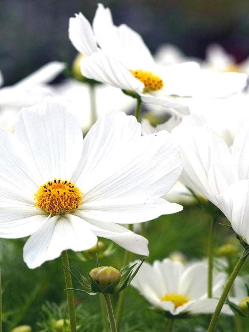 50+ White Sensation COSMO Flower Seeds - Heirloom Cosmos Clear White Sonata  / Ideal for wedding diy fresh bouquets - FREE SHIPPING flower spore