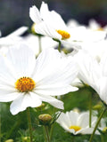 50+ White Sensation COSMO Flower Seeds - Heirloom Cosmos Clear White Sonata  / Ideal for wedding diy fresh bouquets - FREE SHIPPING flower spore