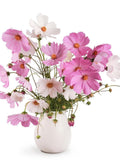 50+ Early Sensation COSMO Flower SEEDS - Pink Red and White COSMOS Excellent for Fresh Flower Bouquets - Free Shipping flower seeds