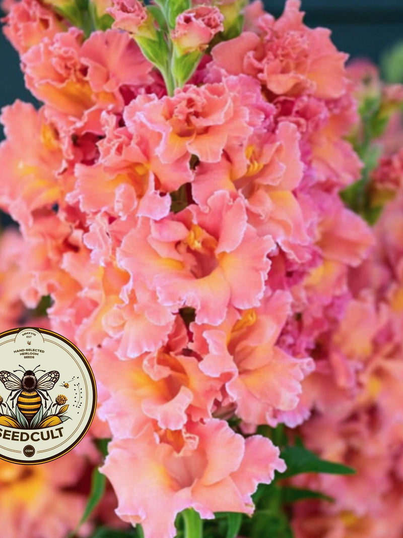 NEW! Madame Butterfly Bronze Snapdragon Seeds, Double Flowering, Ruffled Antirrhinum Majus AN7025 flower seeds
