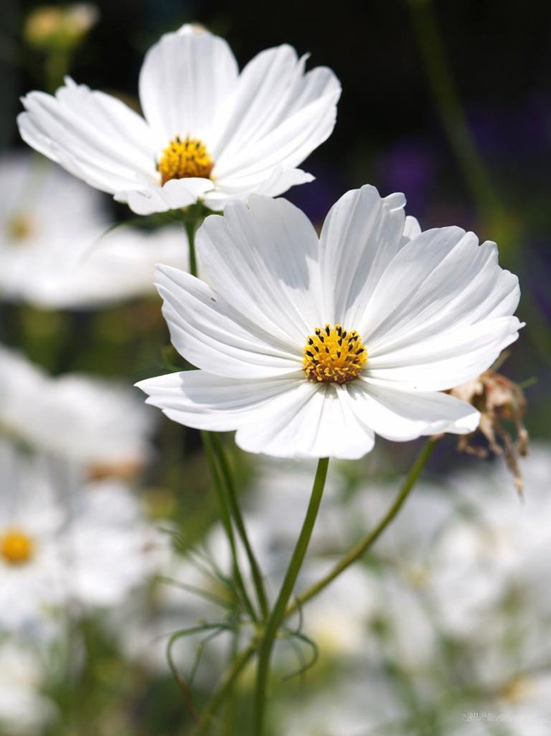 Purity White Cosmos Seeds | Cottage Garden Cut Flower flower spore