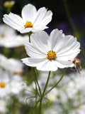Purity White Cosmos Seeds | Cottage Garden Cut Flower flower spore