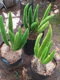 Foxtail Fern Seeds for Planting Ð Asparagus Densiflorus Meyeri Ornamental Foliage Plant Seeds, 100 Pcs flower spore