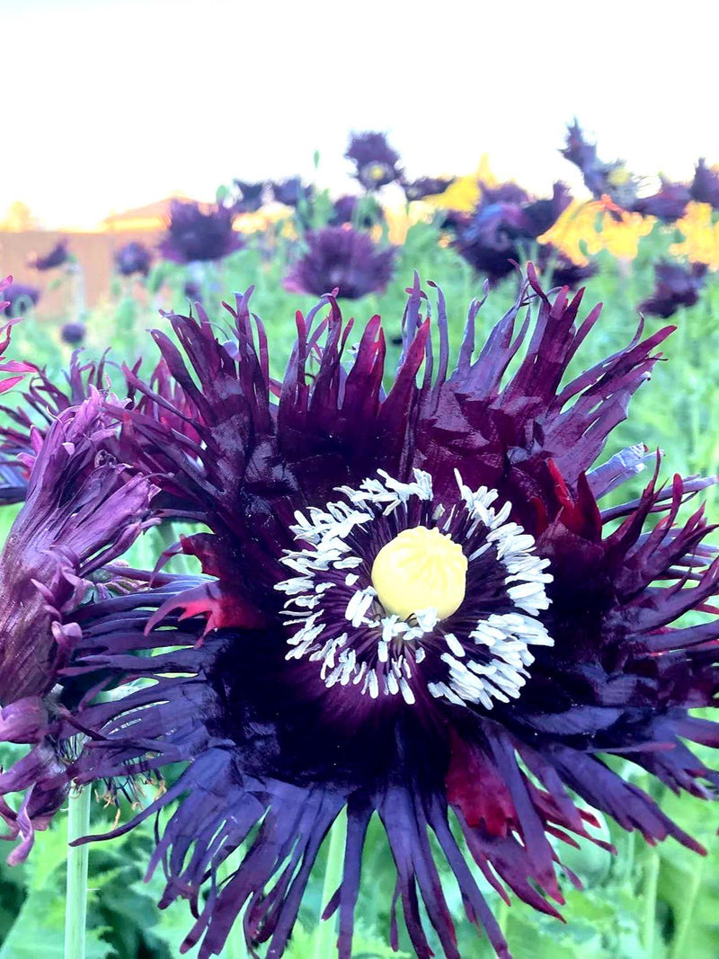 100+ BLACK SWAN PEONY Poppy Seeds - Papaver somniferum / Edible Flowers / Rare Poppies / Non Gmo / Annuals / Pollinators/ Summer Weddings FLOWER DELIVERY