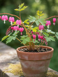 15 Pink Heart Dicentra Seeds Ð Romantic Hanging Flowers, Rare Garden Plant, Love Flower Premium flower seeds