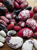 Mix of 15 different heirloom bean varieties seeds bulk