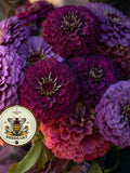 NEW! Blackberry Wine Zinnia Seeds, Wine, Lavender and Rose Mix, Zinnia Elegans ZE521C flower seeds