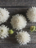 20 or 50 White Annual Pincushion/Scabiosa Seeds flower spore