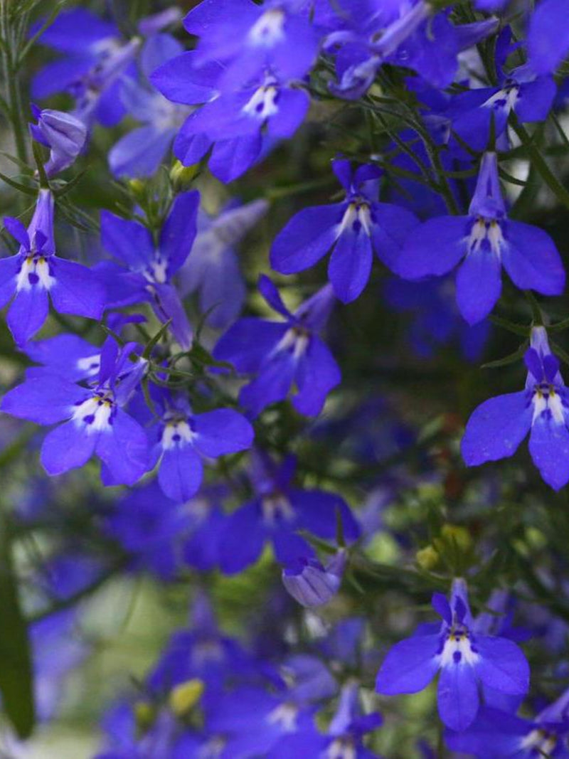 500+ LOBELIA TRAILING SAPPHIRE Seeds - Lobelia erinus /Annual/ Pollinators / Cascading Flowers /  Window Boxes/Emperor William/ Blue Carpet FLOWER DELIVERY
