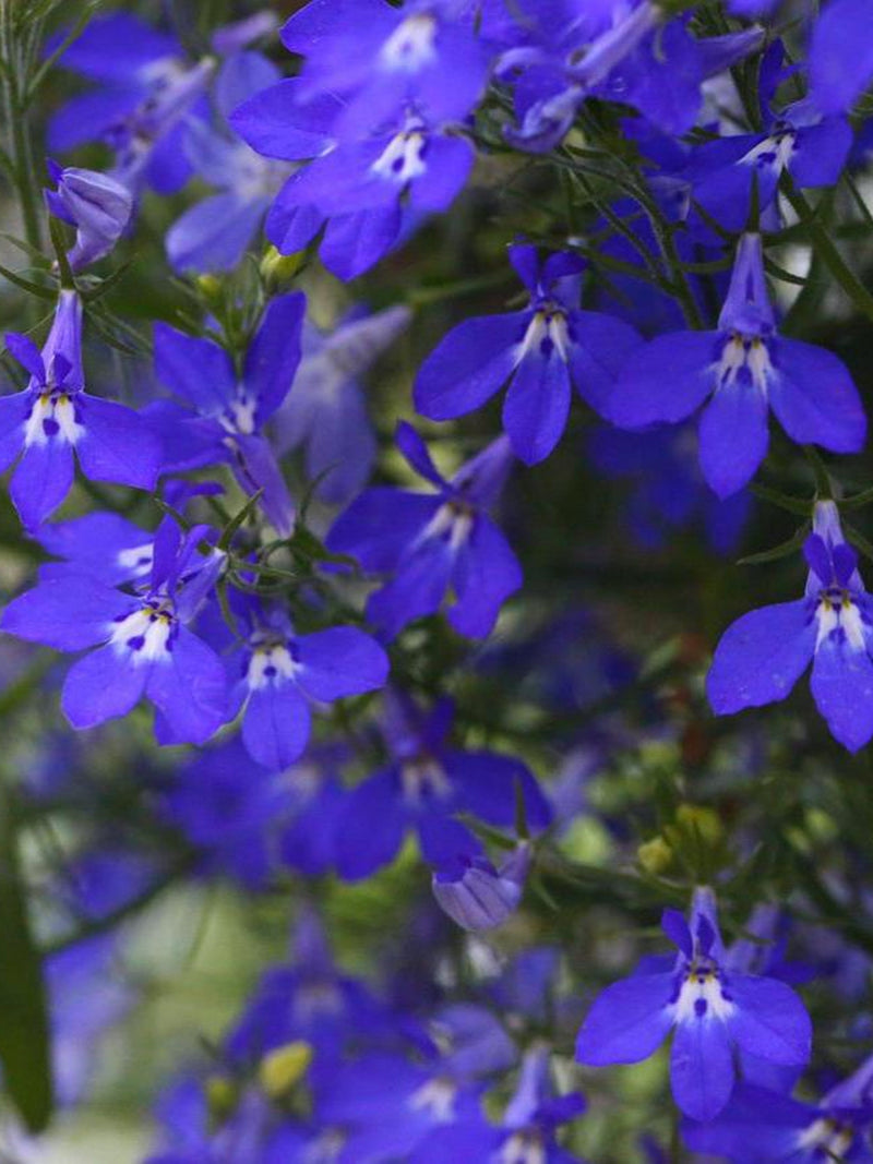 500+ LOBELIA TRAILING SAPPHIRE Seeds - Lobelia erinus /Annual/ Pollinators / Cascading Flowers /  Window Boxes/Emperor William/ Blue Carpet flower seeds