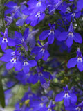 500+ LOBELIA TRAILING SAPPHIRE Seeds - Lobelia erinus /Annual/ Pollinators / Cascading Flowers /  Window Boxes/Emperor William/ Blue Carpet flower seeds