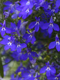500+ LOBELIA TRAILING SAPPHIRE Seeds - Lobelia erinus /Annual/ Pollinators / Cascading Flowers /  Window Boxes/Emperor William/ Blue Carpet FLOWER DELIVERY