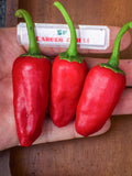 Piment de Bresse Pepper Seeds - Rare French Heirloom flower spore