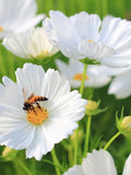 30 Lovely white Cosmos Flower Seeds flower spore
