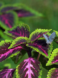 50+ COLEUS RAINBOW MIX Seeds - Shade Plant/ Indoor/ Annual / Containers/ Hydroponics/ Aquaponics/ Non Gmo / Pollinators/ Painted Nettle/ flower seeds