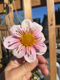 15 Dahlia Seeds Mixed colours and sizes, Doubles and singles flower seeds