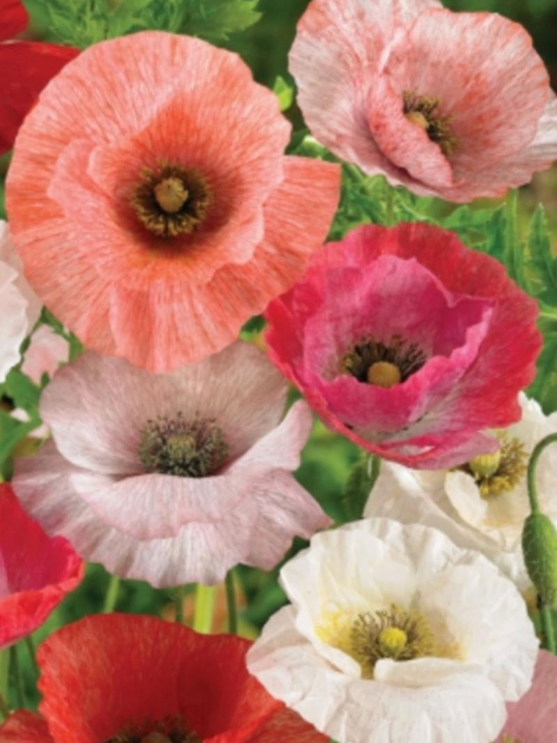 Mother of Pearl Poppy Flower Seeds Ð Papaver rhoeas | Shirley Poppy Variety | Cottage Garden Blooms | Fall Sowing Flower Seeds | 50+ flower seeds
