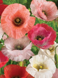 Mother of Pearl Poppy Flower Seeds Ð Papaver rhoeas | Shirley Poppy Variety | Cottage Garden Blooms | Fall Sowing Flower Seeds | 50+ flower seeds