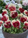 Rare Rainbow Wave Pansy Seeds - Perennial, Wine-Red Variety, Viola Cornuta seeds bulk