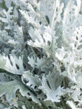 Tall Dusty Miller, Silver Cut Flower Foliage, Taller than Silverdust , 30 Seeds flower spore