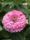 25 Luminosa Light Pink Zinnia Flower Seeds / Zinnia elegans / Cottage Garden/ (GE3) F flower seeds