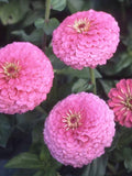 Luminosa Light Pink Zinnia, Zinnia elegans, Cottage Garden, 25 Seeds seeds bulk