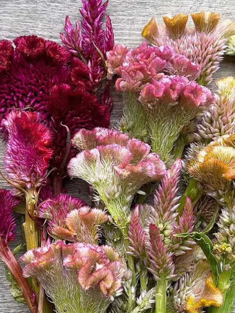 50+ Unique Created Cockscomb Mix Flower Seeds / Tall Created Celosia / Fan Shape Flower / Cut Flower / C.Cristata / (D2) F seeds bulk