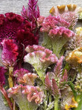 50+ Unique Created Cockscomb Mix Flower Seeds / Tall Created Celosia / Fan Shape Flower / Cut Flower / C.Cristata / (D2) F seeds bulk