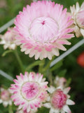 Silvery Rose Strawflower Seeds - Bracted Dried Flowers,  50 Seeds flower seeds