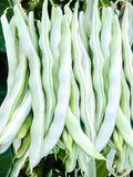 White Pole Bean, Vegetable seeds Suitable for Canada. Save on Shipping, Buy More, Pay Less seeds bulk