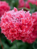 Frosted Salmon Peony Poppy Flower Seeds Ð Papaver somniferum | Double Salmon Blooms | Self-Seeding | 50 Seeds flower seeds