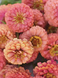 Oklahoma Salmon zinnia | Easy to Grow Flower Seeds | Bloom All Summer | Zinnia elegans | Cut and Come Again | Cottage Garden | 25+ flower seeds